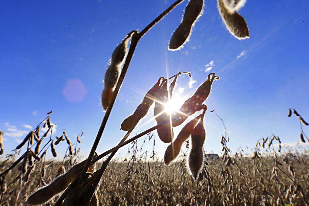 Aumentar a produtividade agrícola vem sendo a maneira encontrada pelos países para suprir a crescente demanda de alimentos em todo o mundo | Albari Rosa/Gazeta do Povo