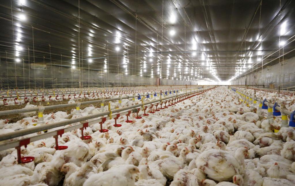 | Hugo Harada/Gazeta do Povo