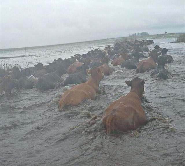 Gado luta contra enchente na província de Corrientes, na Argentina | Reprodução/La Nación