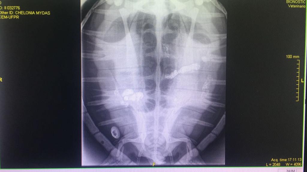 Tartarugas tiveram de passar por exame e raio-X para verificar o que estava travando o sistema digestivo delas. | Divulgação/LEC UFPR