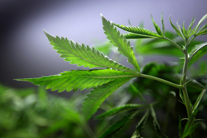 Cannabis: a planta mais defendida do mundo | DM/JYDAVID MCNEW