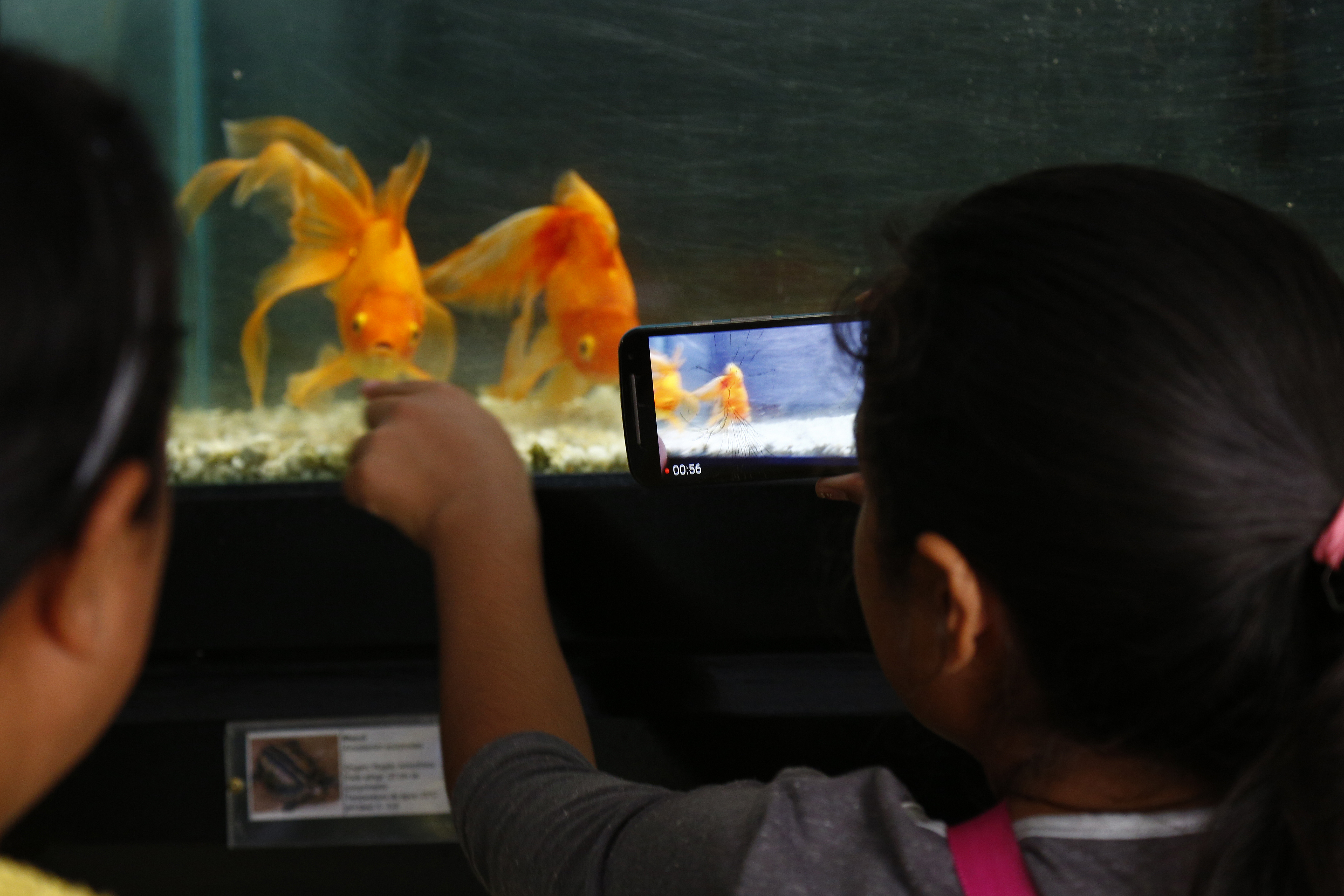 Público pode ver mais de 20 tipos de peixes no Aquário do Passeio Púbico. | Aniele Nascimento/Gazeta do Povo