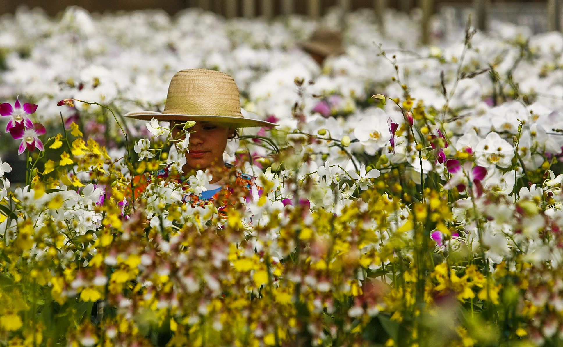 Holambra, no interior de São Paulo, é a “casa das flores”: 40% da produção nacional é feita na cidade | Daniel Castellano
/ Gazeta do Povo