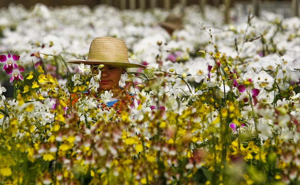 Holambra, no interior de São Paulo, é a “casa das flores”: 40% da produção nacional é feita na cidade | Daniel Castellano
/ Gazeta do Povo
