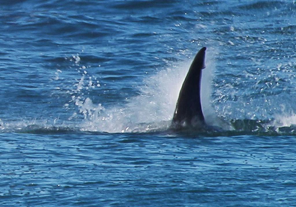 Mesmo não sendo algo comum, tubarões podem aparecer nas proximidades das praias do Paraná. | WSL/AFP