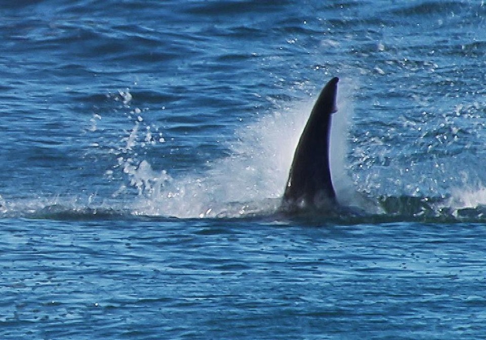 Mesmo não sendo algo comum, tubarões podem aparecer nas proximidades das praias do Paraná. | WSL/AFP