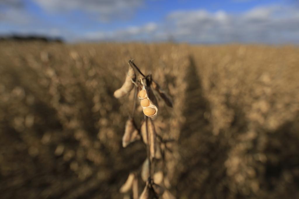 O bushel de soja para julho baixou para US$ 9,5300 contra US$ 9,6300 de sexta-feira passada (-1,04%). | Albari Rosa/Gazeta do Povo