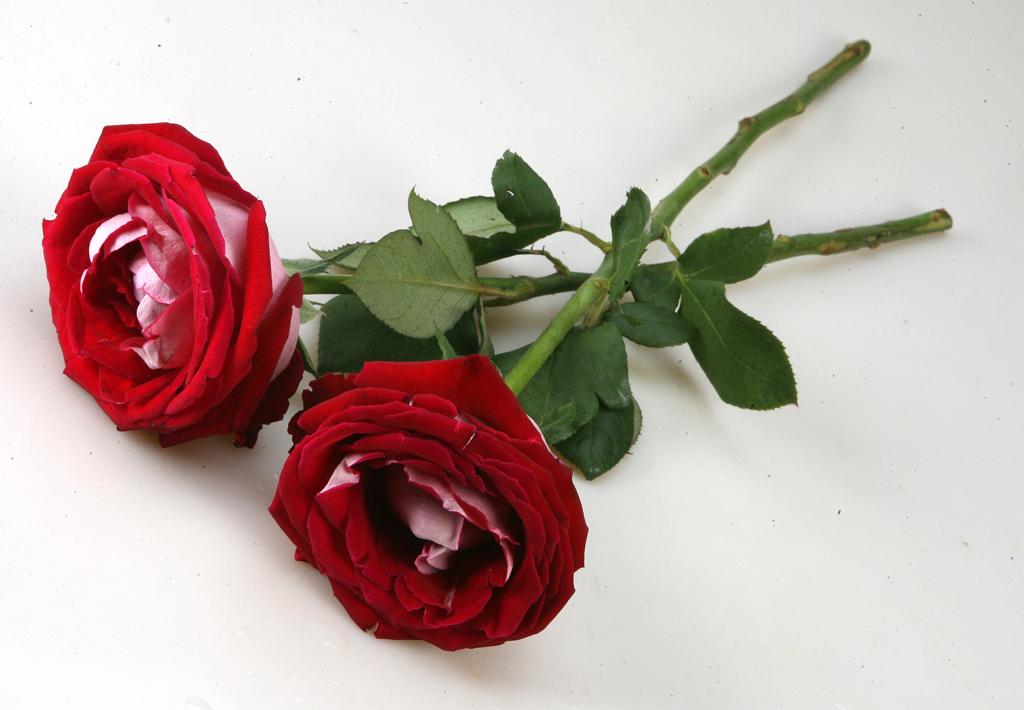 | PRISCILA FORONE/Gazeta do Povo