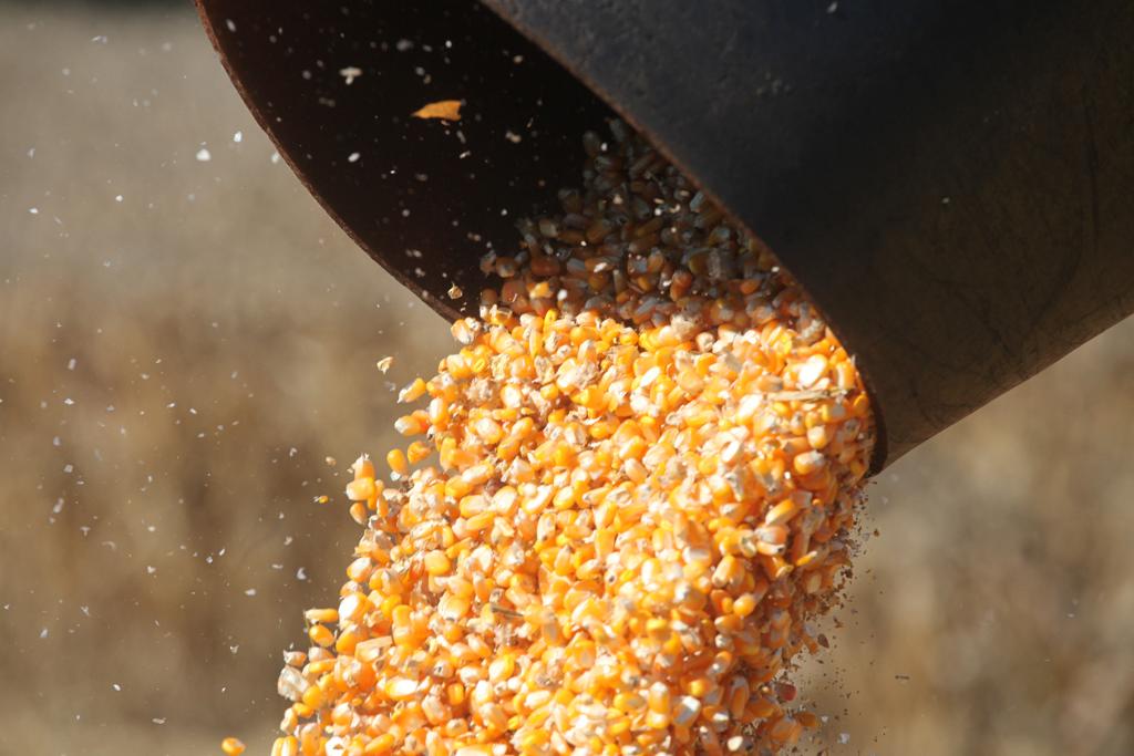 | DIRCEU PORTUGAL/Gazeta do Povo