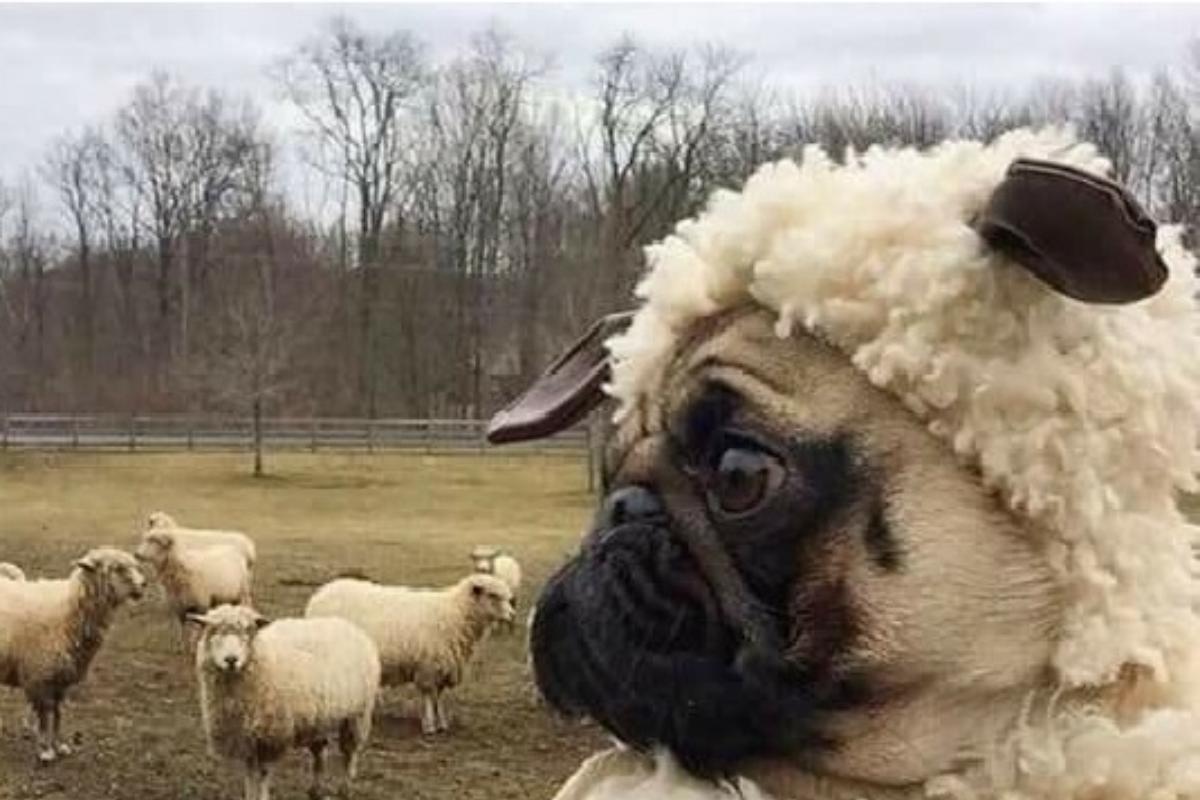 | Reprodução/
Twitter @CarolinaMalta