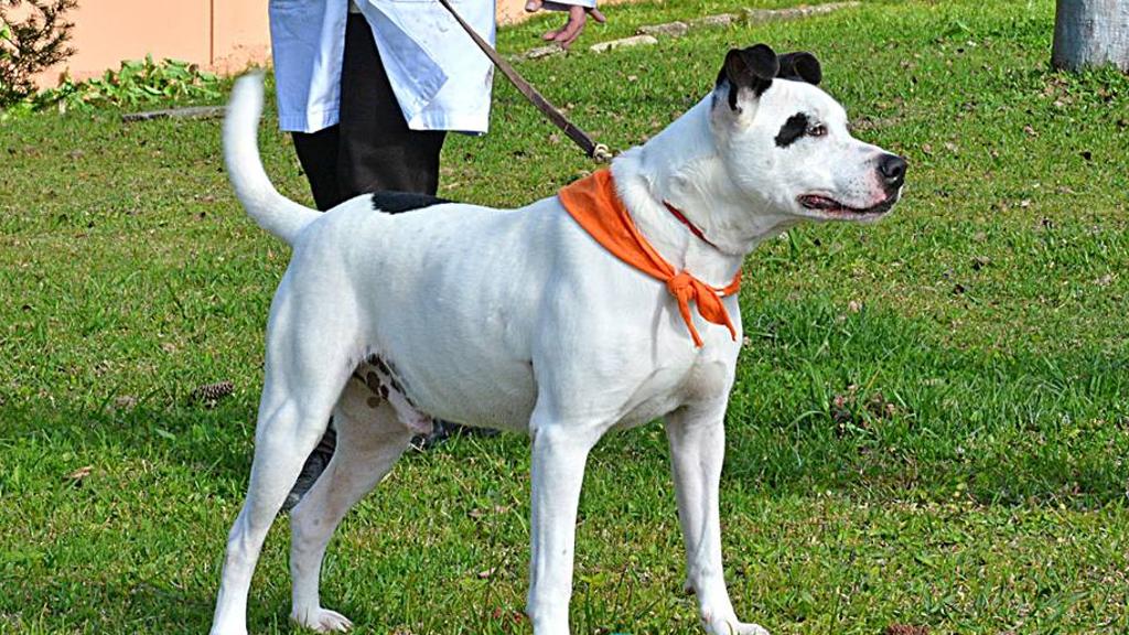 Famílias podem visitar o centro de adoção todos os dias, incluindo fins de semana | Prefeitura de Curitiba/Divulgação