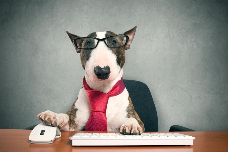 Pesquisa de hospital dos EUA revela pelo menos cinco benefícios de ter pets no ambiente de trabalho. | Bigstock