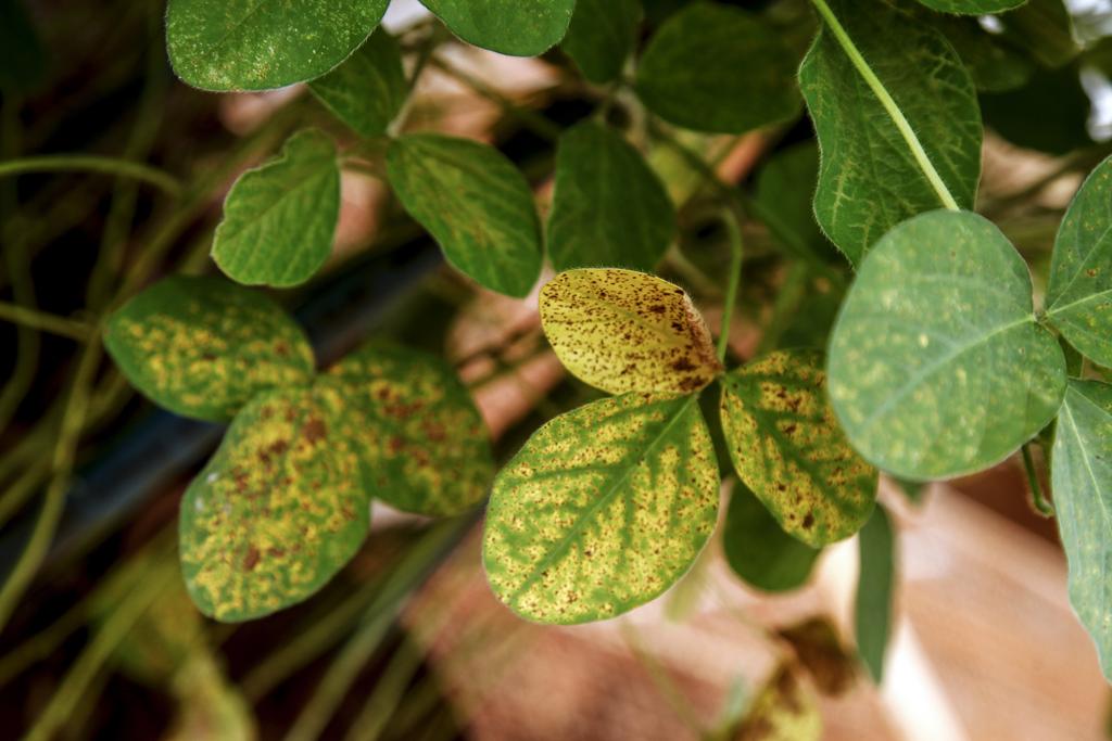O vazio sanitário soja é uma das principais estratégias para o controle da ferrugem-asiática , a pior doença que ataca a soja. | André Rodrigues/Gazeta do Povo