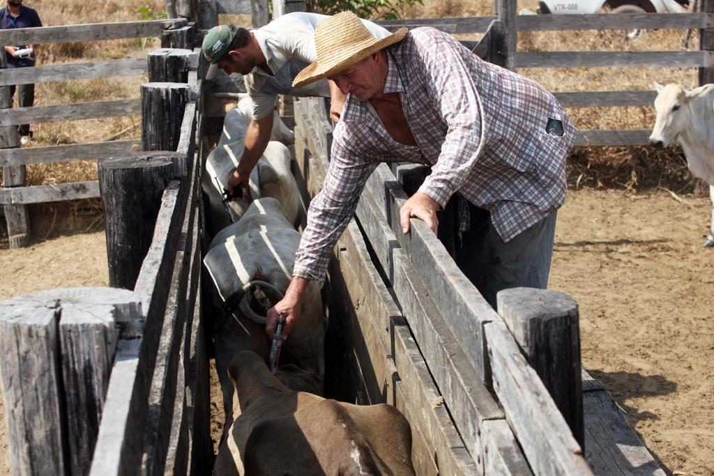Se obtiver o certificado como área livre de febre aftosa, com interrupção total da vacinação, o Paraná se desvinculará de outros estados, tornando mais ágil a superação de embargos comerciais . | Arquivo
/Gazeta do Povo