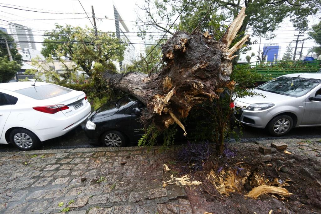 Árvore que caiu nesta terça na Avenida Iguaçu, em Curitiba | Aniele Nascimento/Gazeta do Povo