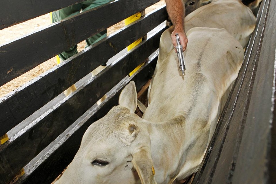 A Colômbia faz fronteira com o Brasil no noroeste do Amazonas e o foco localiza-se distante da fronteira brasileira, sendo que a região é composta por densas florestas e sem a produção pecuária. | Antônio More / 
Gazeta do Povo