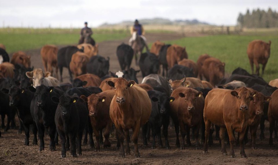 Os produtores dizem estar com medo de não receber pelo gado entregue à JBS | JONATHAN CAMPOS/Gazeta do Povo