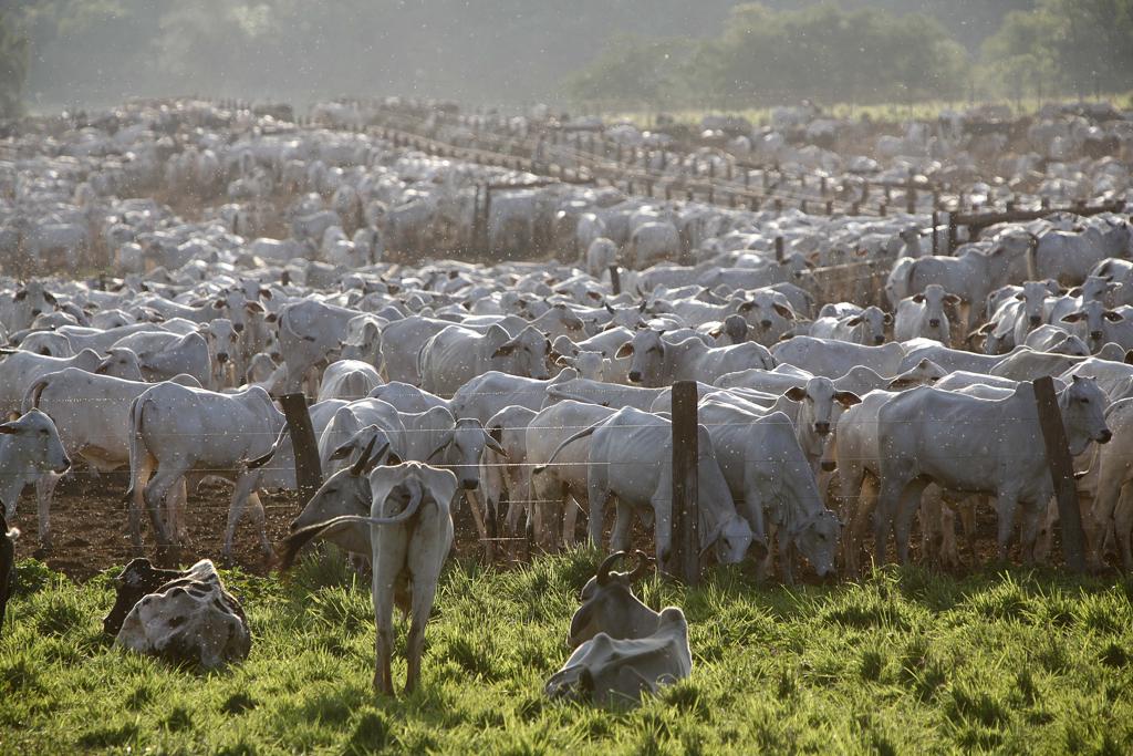 O preço da arroba despencou, os pecuaristas têm enfrentado obstáculos para receber antecipadamente o dinheiro da venda do boi gordo. | JONATHAN CAMPOS/Gazeta do Povo