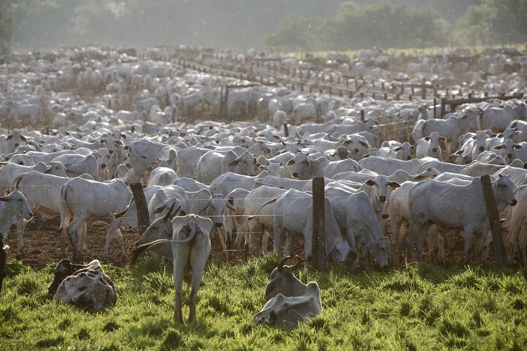 O preço da arroba despencou, os pecuaristas têm enfrentado obstáculos para receber antecipadamente o dinheiro da venda do boi gordo.