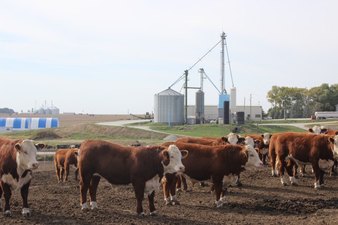 Produção pecuária nos Estados Unidos na região do Nebraska: “Há pressão grande de produtores americanos para que haja o embargo à carne brasileira”, diz ministro da Agricultura | José Rocher/Gazeta do Povo