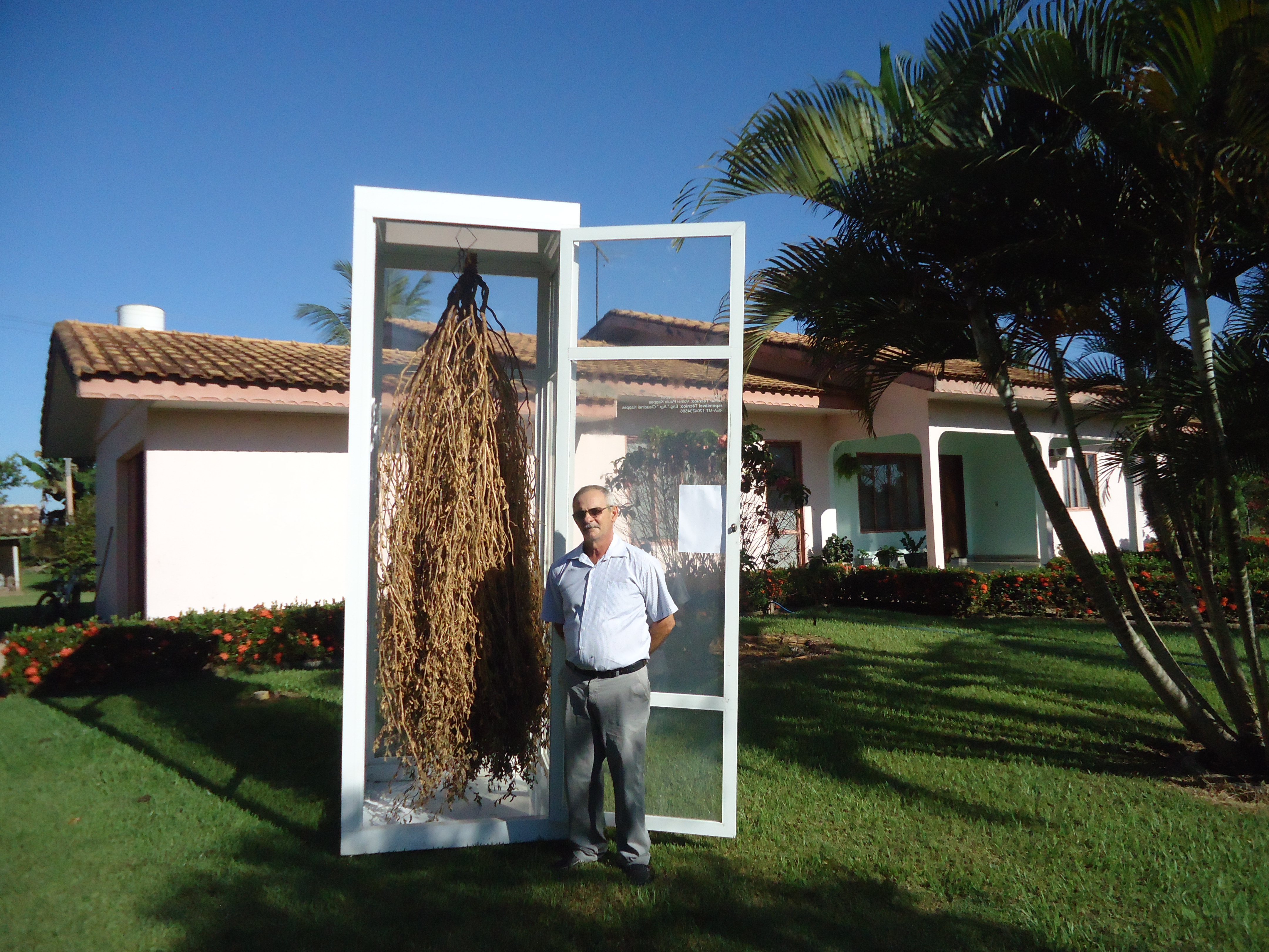 Nelson Kappes com o maior pé de soja já produzido no Brasil: 21.425 vagens e quase 3 metros de altura. | Arquivo Pessoal/