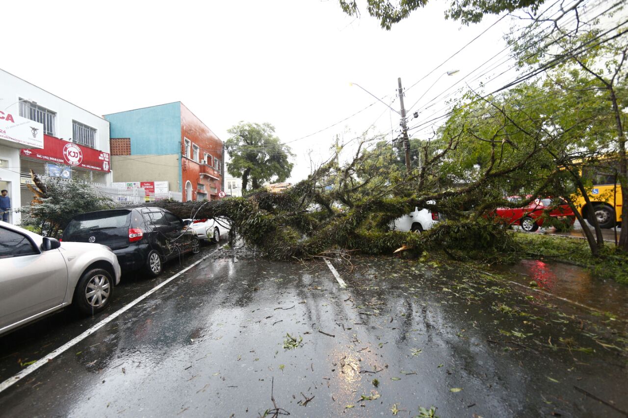 Árvore atingiu veículos na Avenida Iguaçu | A
niele Nascimento/ Gazeta do Povo