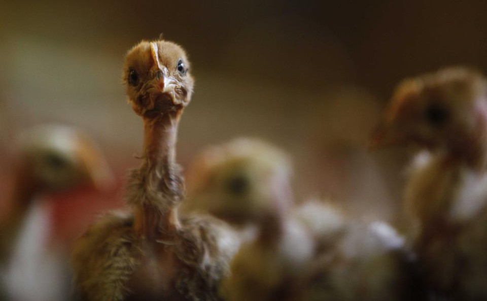 Pintinho de frango caipira: concurso fotográfico da AGCO quer expor a criatividade de produtores no calendário 2018. | JONATHAN CAMPOS/GAZETA DO POVO