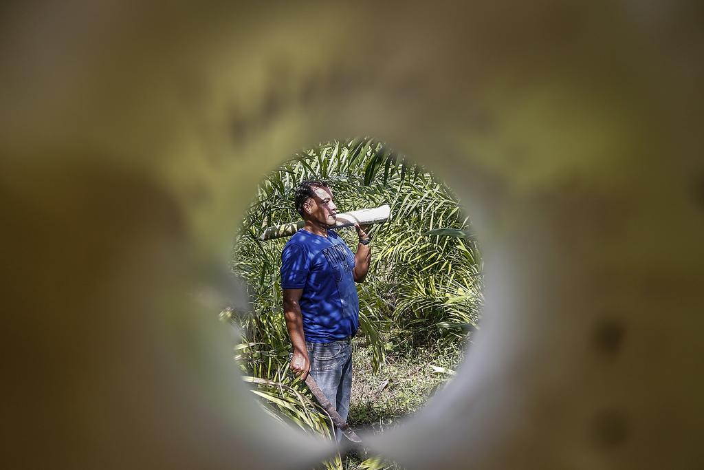 Produtor de palmito pupunha em Morretes, Gilberto da Silva pretende expandir produção para Guaraqueçaba. | Jonathan Campos/Gazeta do Povo