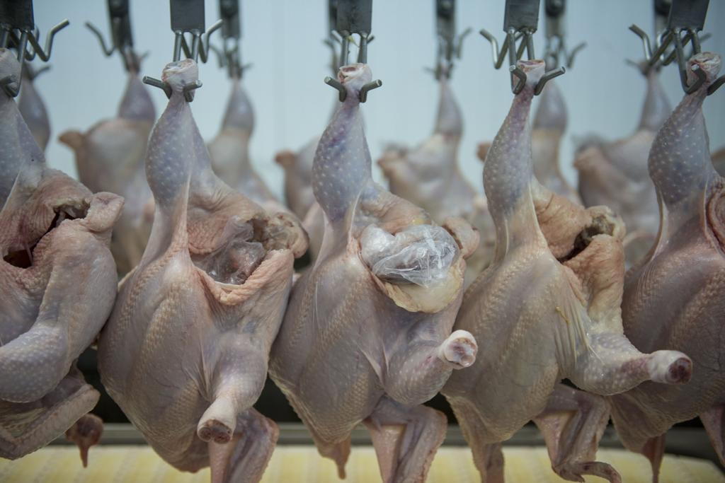 O acréscimo de 4.766 toneladas à cota específica do Brasil de certos cortes de frango, com tarifa 0%, adiciona-se às 2.332 toneladas atualmente liberadas para aquele mercado. | Henry Milleo - Gazeta do Povo/Henry Milleo