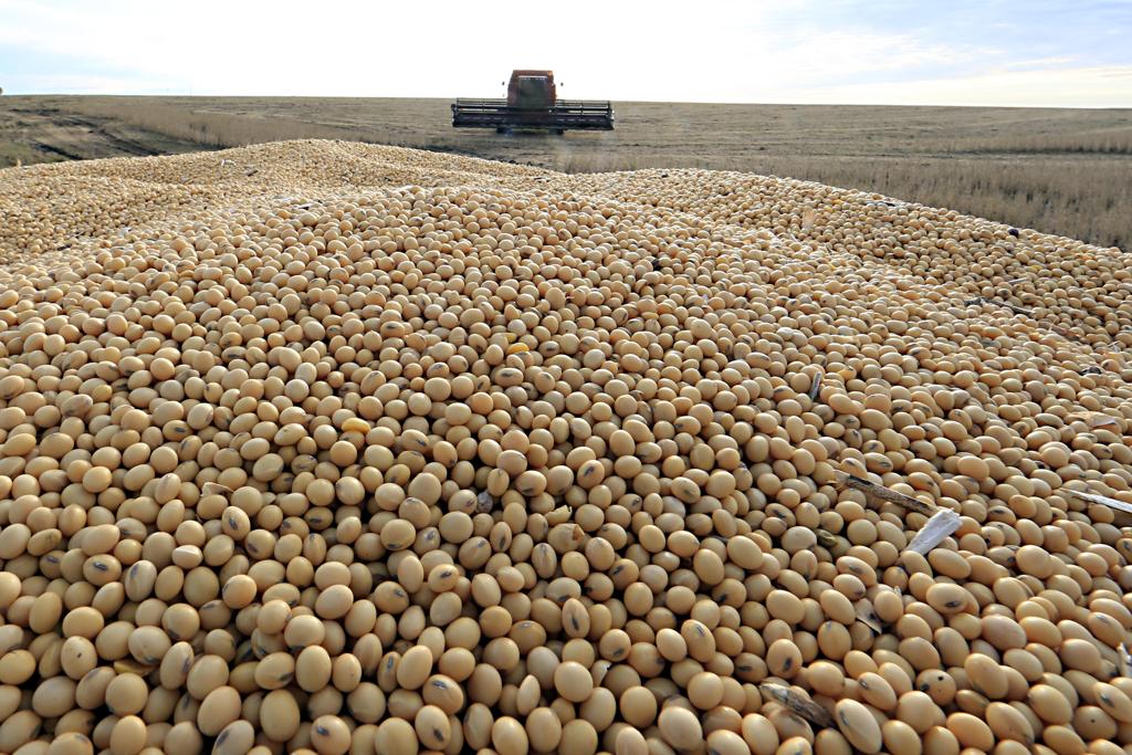 A área colhida deve ficar em 60,9 milhões de hectares, 6,7% a mais do que em 2016. | Albari Rosa/Gazeta do Povo