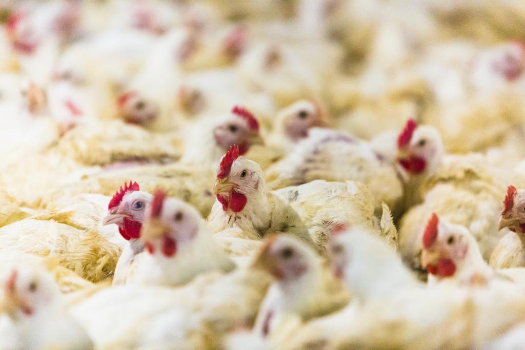 | Lineu Filho/Lineu Filho/Gazeta do Povo