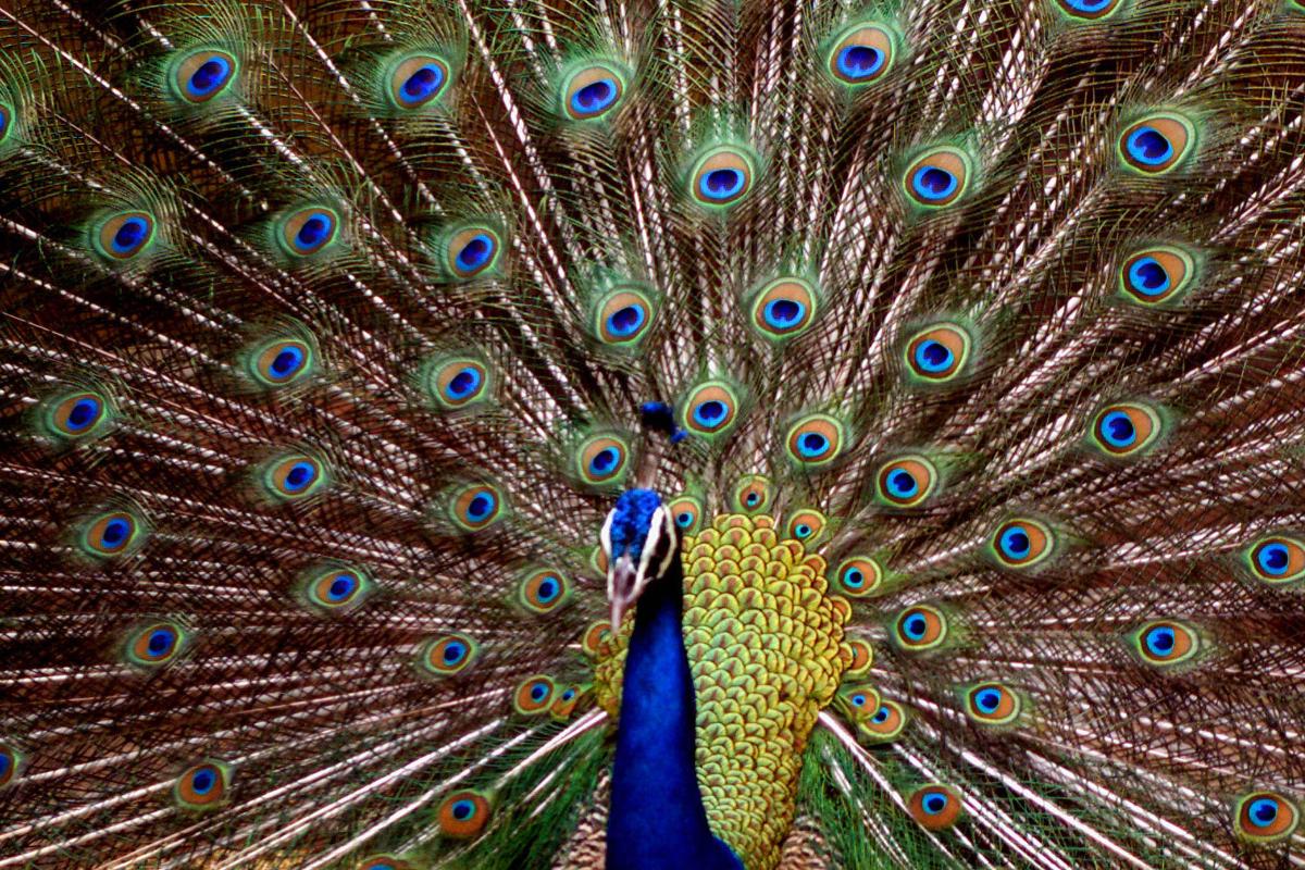 Será que a bela cauda dos pavões tem alguma função além da estética? | SUCHETA DASSUCHETA DAS