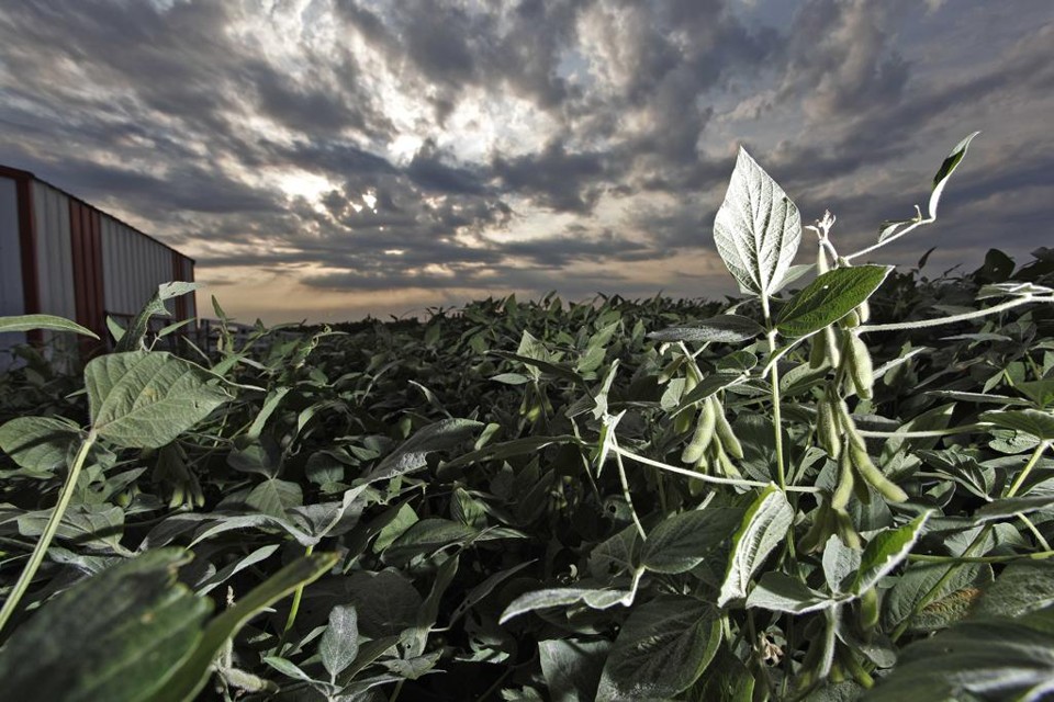 Trump “trai” eleitores e ameaça cortar subsídios agrícolas Lavoura no estado de Iowa, nos Estados Unidos: proposta de Donald Trum posso ser início de uma tormenta para produtores norte-americanos | JONATHAN CAMPOS/GAZETA DO POVO