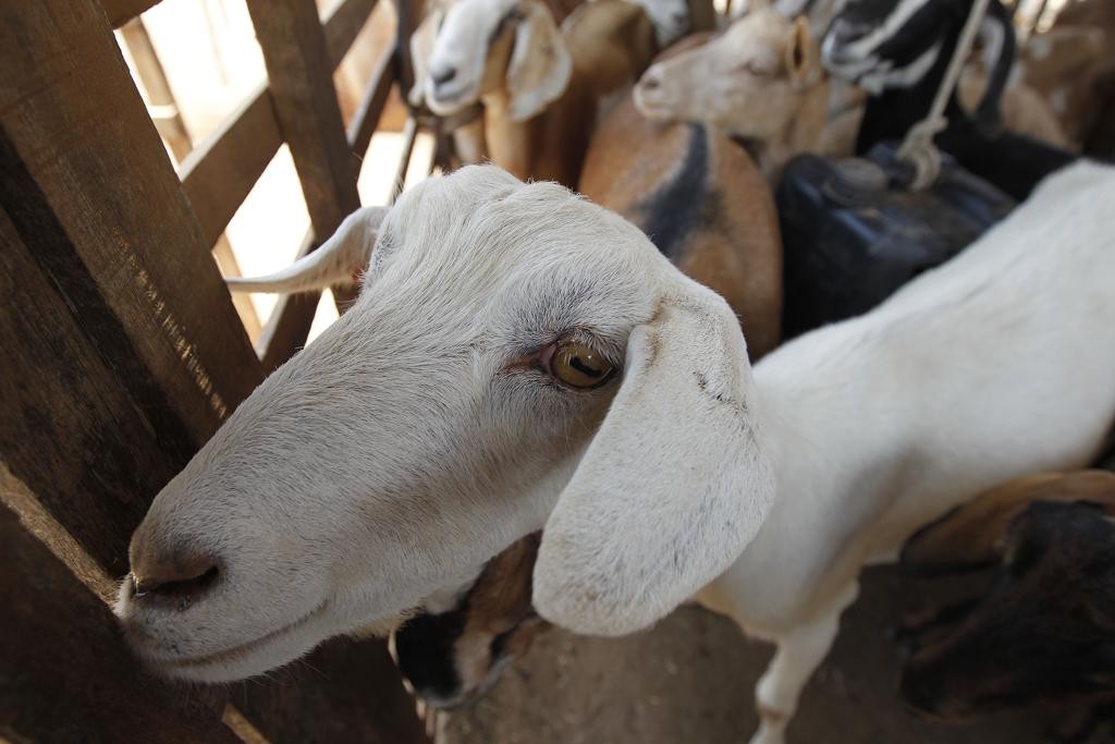 A pesquisa passou a monitorar uma série de animais da fazenda – um coelho, cabras, ovelhas, vacas, perus, galinhas e cães – por meio de sensores pequenos, mas sofisticados.