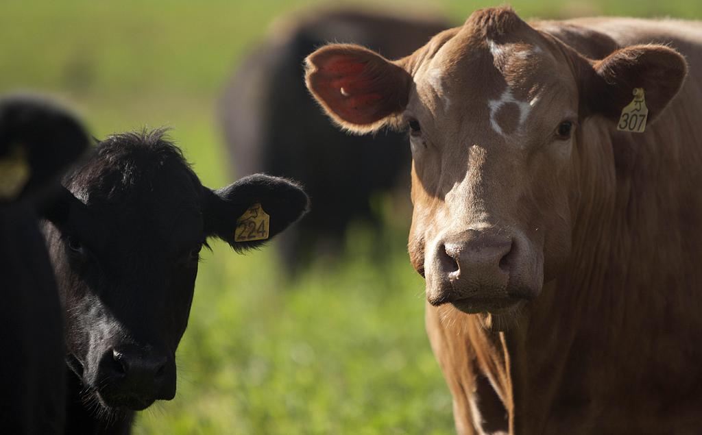 Mato Grosso do Sul está com excesso de estoque de bois e vacas gordas para abate e com poucas opções de venda dentro do Estado. | JONATHAN CAMPOS/Gazeta do Povo