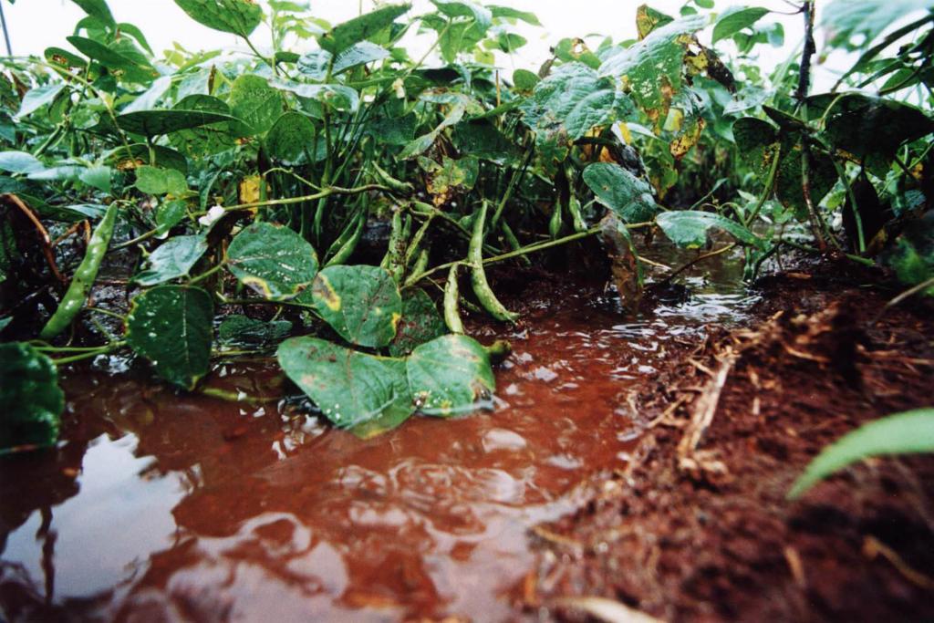 Segundo o presidente do Sindicato Rural de Pato Branco, Oradi Francisco Caldato, a situação é desesperadora. | Arquivo/Gazeta do Povo