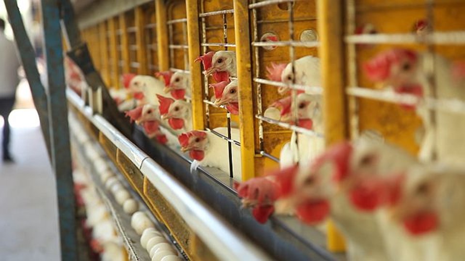 O projeto está contemplado na parceria entre a companhia e a ONG World Animal Protection (Proteção Animal Mundial) que, juntas, estabeleceram um programa pioneiro entre as empresas do setor no Brasil. | Arquivo/Gazeta do Povo