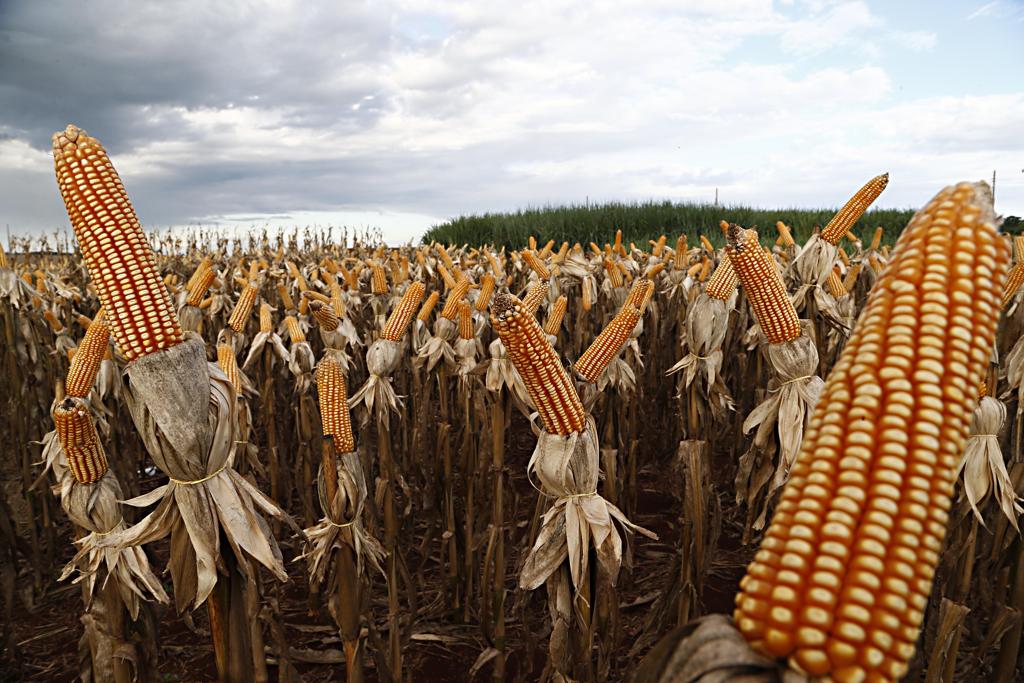 Produção no Mato Grosso do Sul: vizinho Mato Grosso terá a primeira fábrica de etanol de milho no Brasil, em Lucas do Rio Verde | Albari Rosa/Gazeta do Povo