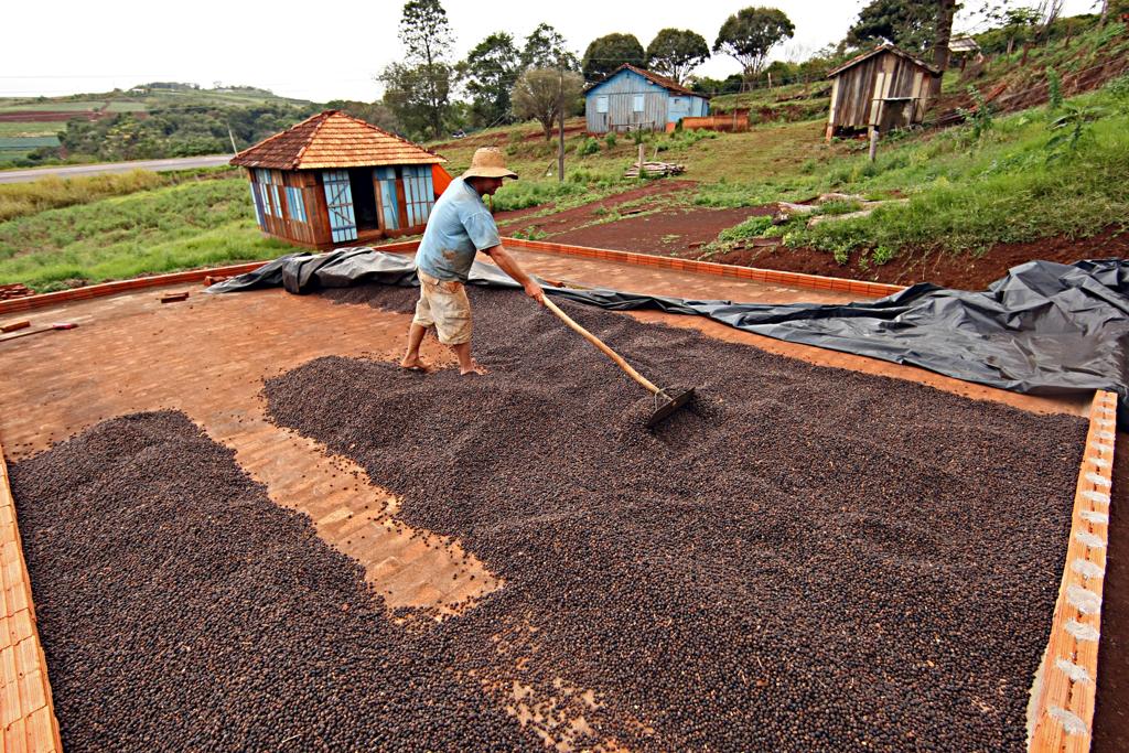 Lavoura  em Tamarana (PR): com  previsão de menor colheita de café para a Safra 2017/18, Brasil terá menos exportações do produto. | Albari Rosa/Gazeta do Povo