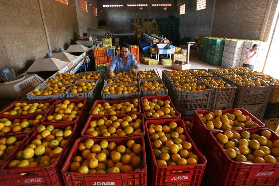 Produção de laranjas do Paraná é a terceira maior do Brasil e tem a maior produtividade nacional | Jonathan Campos/Gazeta do Povo