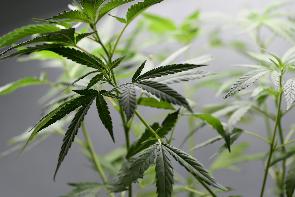 Planta da cannabis pronta para colheita | MIGUEL MEDINAAFP