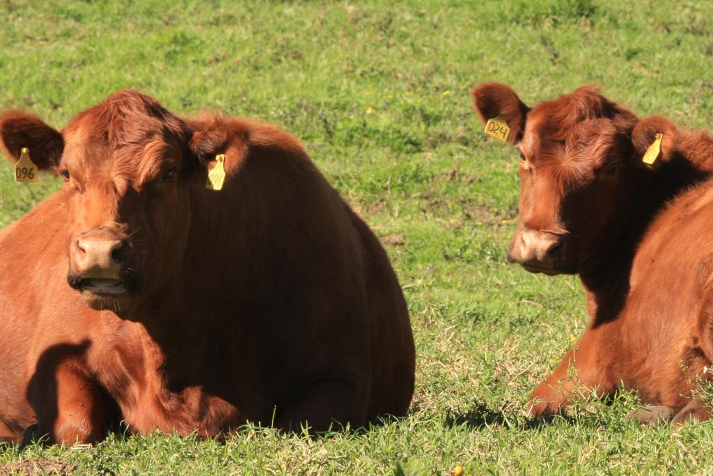 Estudos têm demonstrado que as pessoas que vivem em comunidades agrícolas tendem a conhecer um pouco mais sobre a origem do seu alimento. | Ivonaldo Alexandre/Gazeta do Povo
