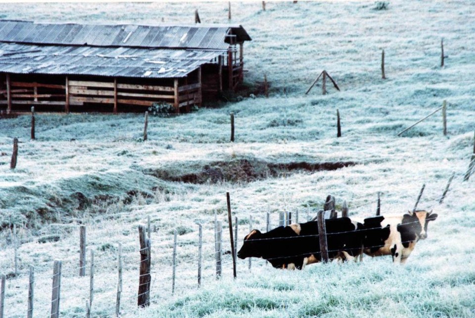 Confirmada para sábado, geada acende alerta no campo Geadas mais fortes devem ocorrer no Centro Sul e nos Campos Gerais. Também há alta probabilidade de ocorrências moderadas no Leste, incluindo Curitiba e Região. | ARQUIVO/GAZETA DO POVO