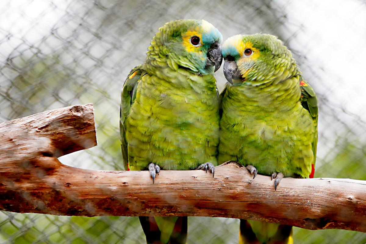 | Albari Rosa/Gazeta do Povo