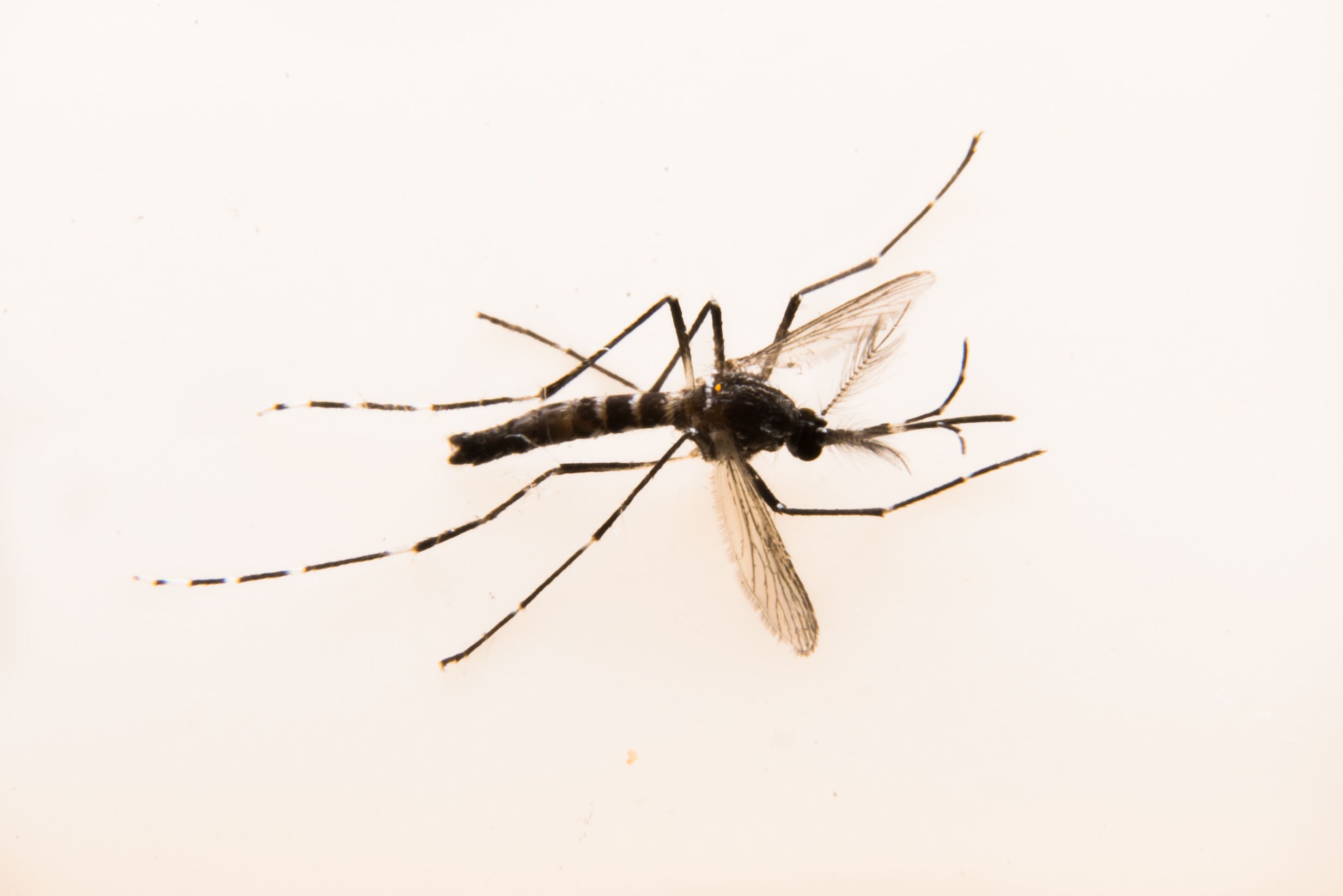 Índice de infestação do mosquito Aedes foi medido em Curitiba | Alexandre Carvalho/A2img