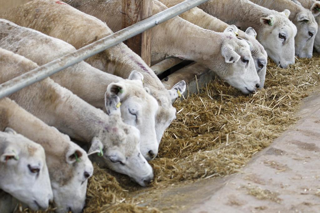 O criador de cabras e ovelhas poderá usá-lo para limpeza e restauração de pastagens, fenação, silagem e formação de forragens periódicas não superiores a um ano para consumo do próprio rebanho. | Antônio More/Gazeta do Povo