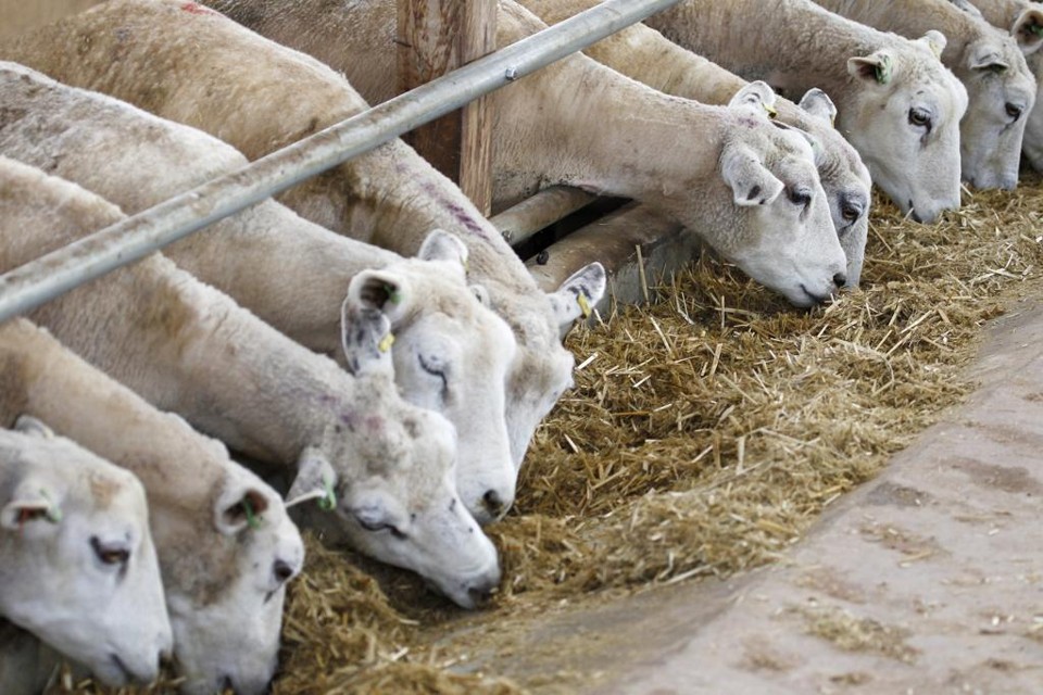 O criador de cabras e ovelhas poderá usá-lo para limpeza e restauração de pastagens, fenação, silagem e formação de forragens periódicas não superiores a um ano para consumo do próprio rebanho. | Antônio More/Gazeta do Povo