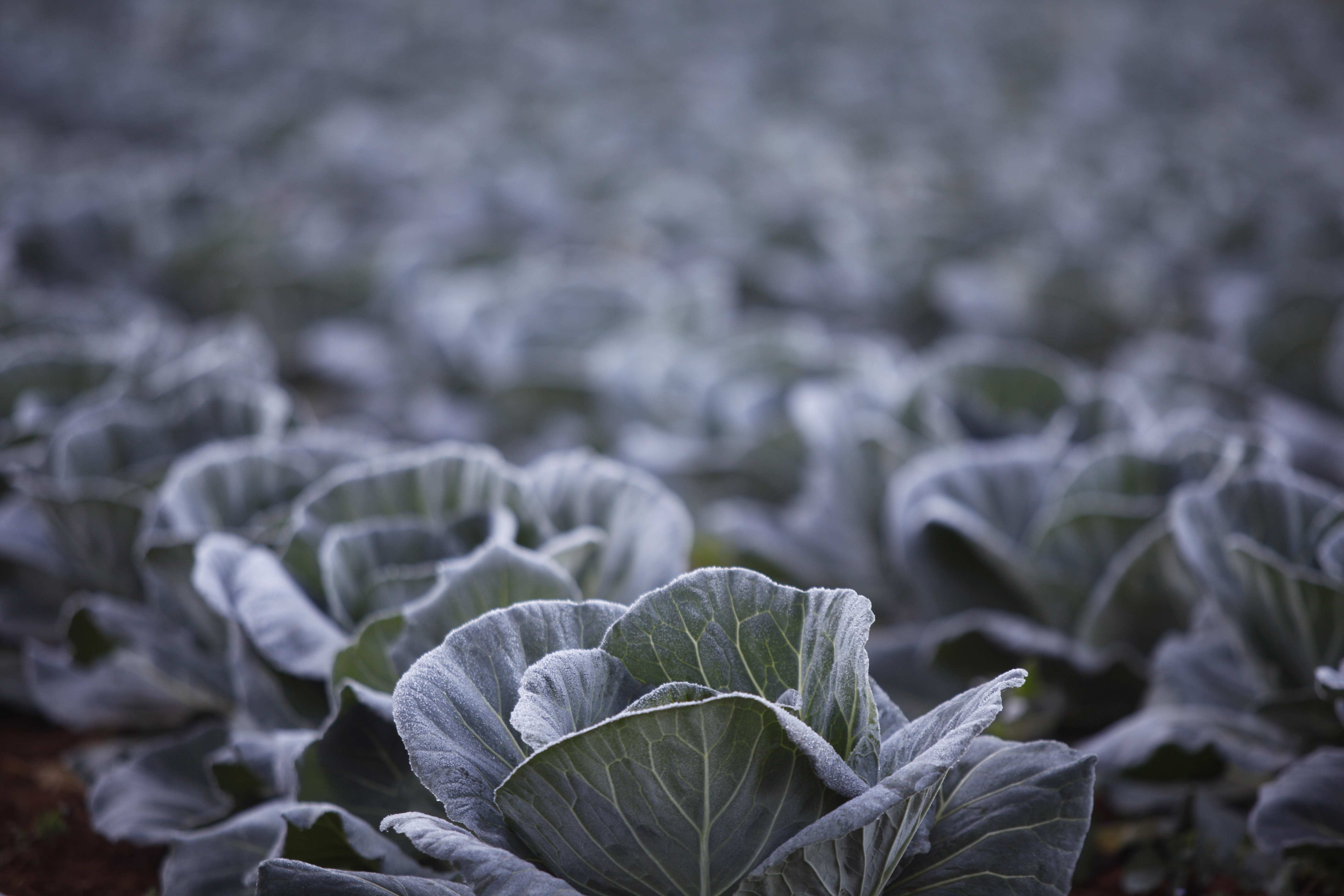 Na Região Metropolitana de Curitiba (RMC), onde são cultivados 37 mil hectares de hortaliças, folhosas e legumes, o fenômeno pode causar danos em plantações. | JONATHAN CAMPOS/Gazeta do Povo