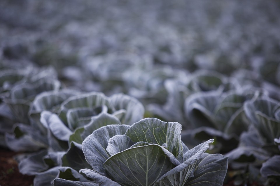 Na Região Metropolitana de Curitiba (RMC), onde são cultivados 37 mil hectares de hortaliças, folhosas e legumes, o fenômeno pode causar danos em plantações. | JONATHAN CAMPOS/Gazeta do Povo