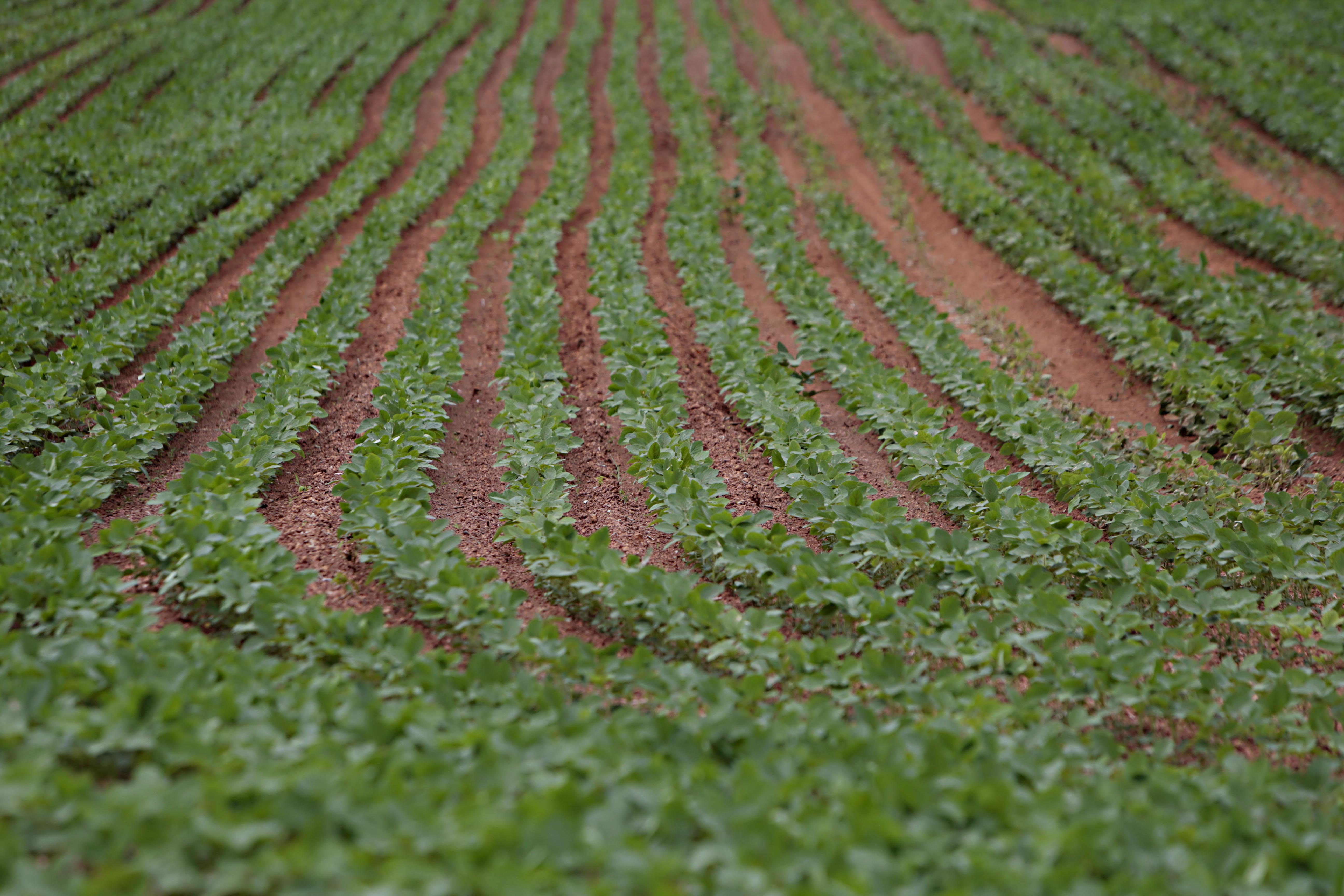 | Albari Rosa/Gazeta do Povo